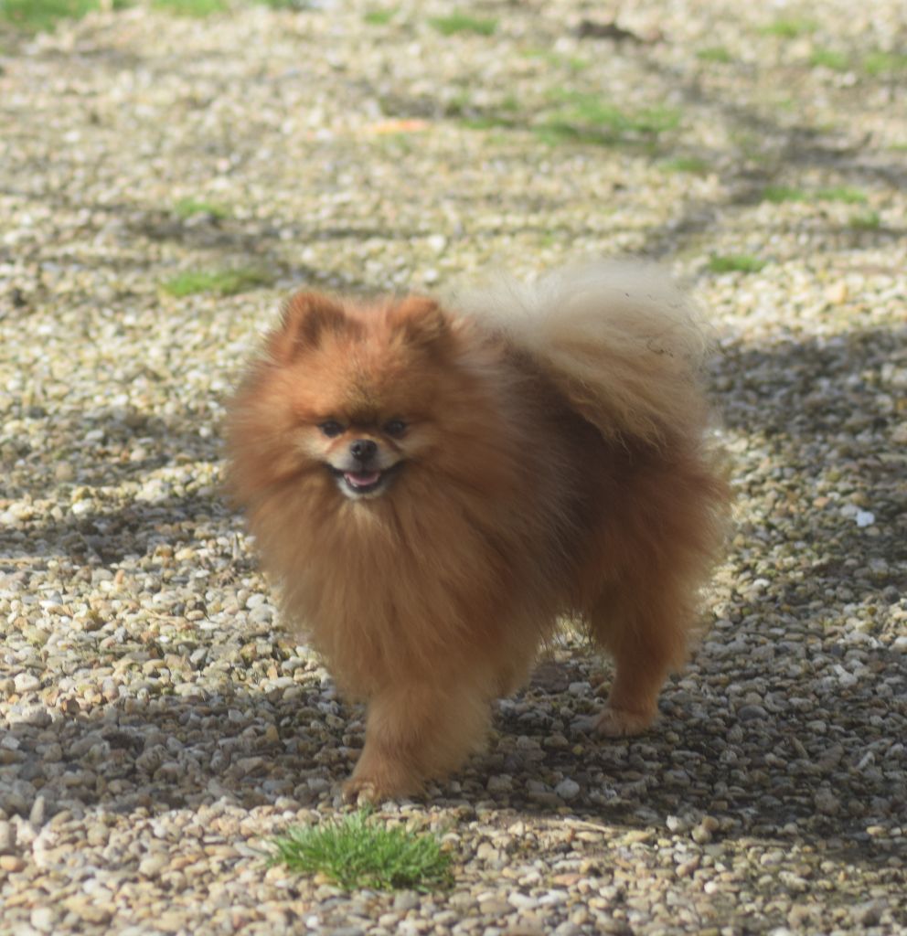 Fantastic little boy (Sans Affixe)